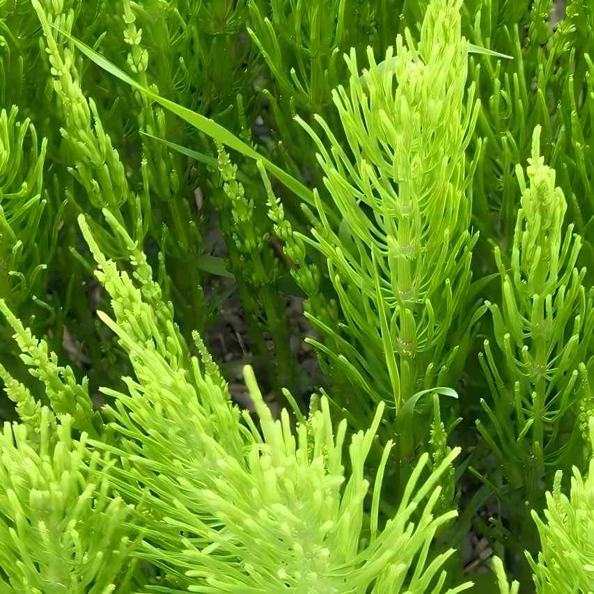 Horsetail