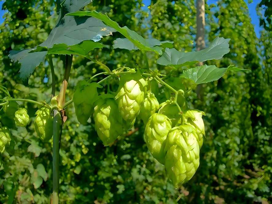hop cones