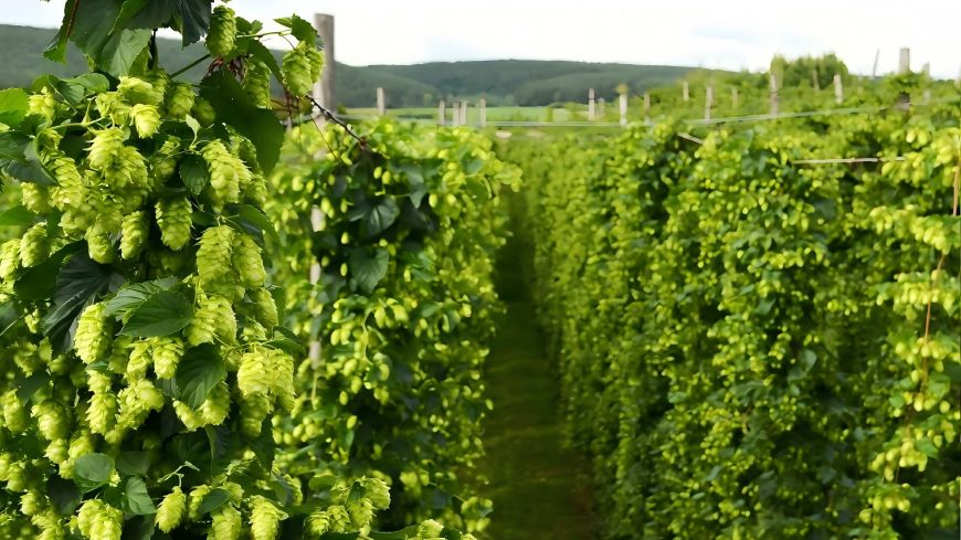  Humulus Lupulus L