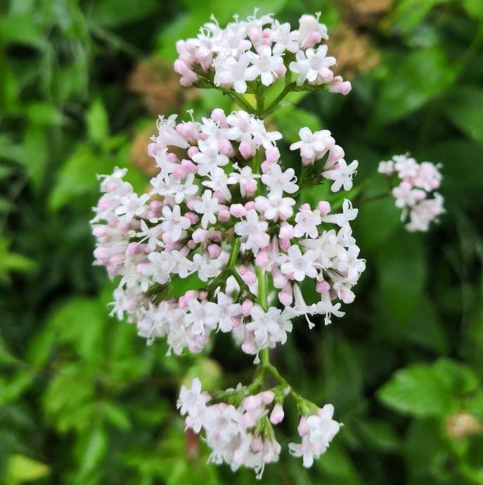 Valerian Root 