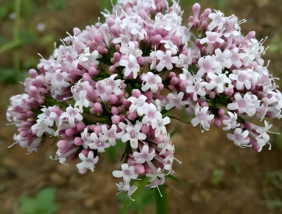 Valerian