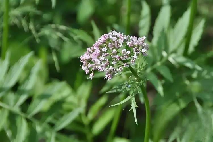 Valerian Root