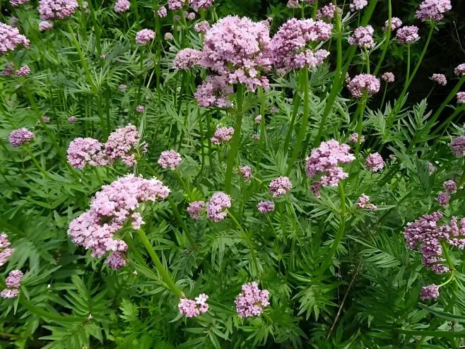  Valerian Root 
