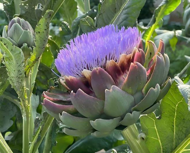 Artichoke Leaf 