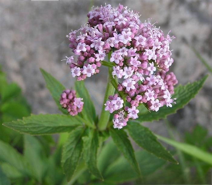 Valerian