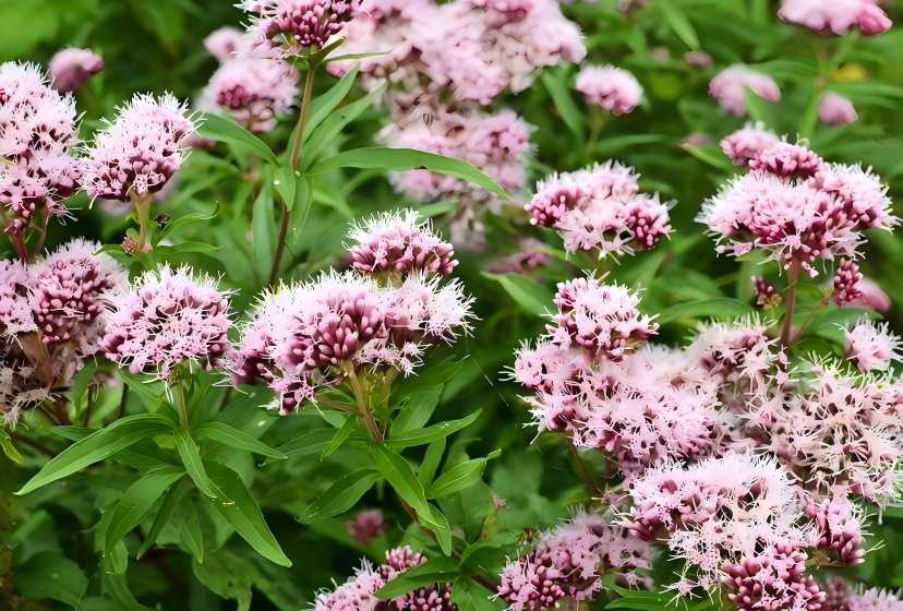 Valerian Root 