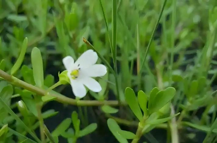 Bacopa Monnieri 