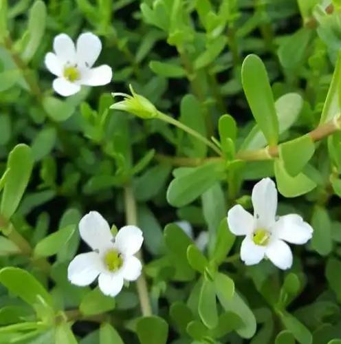 Bacopa Monnieri