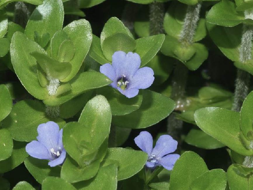 Bacopa Monnieri