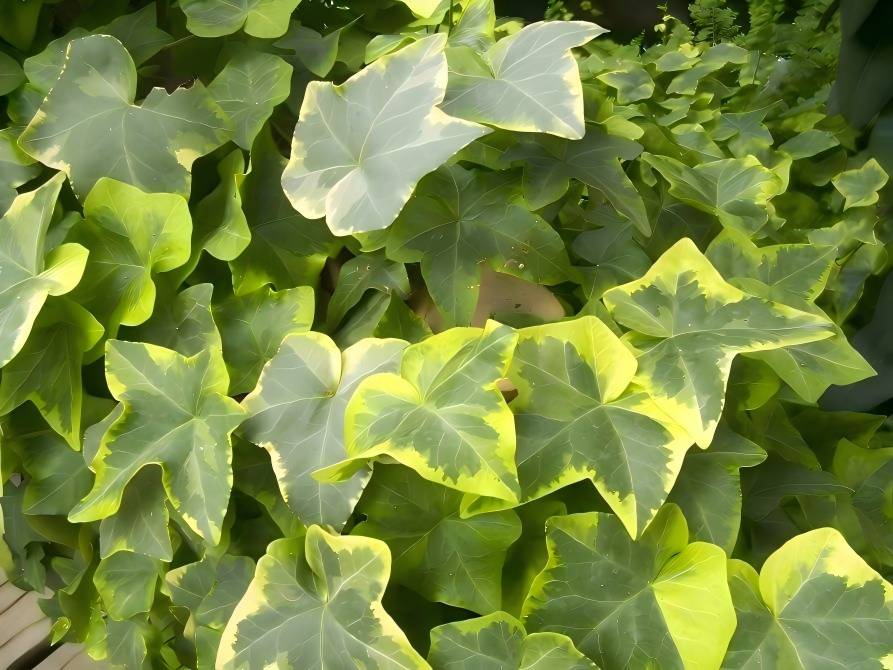 Ivy Leaves