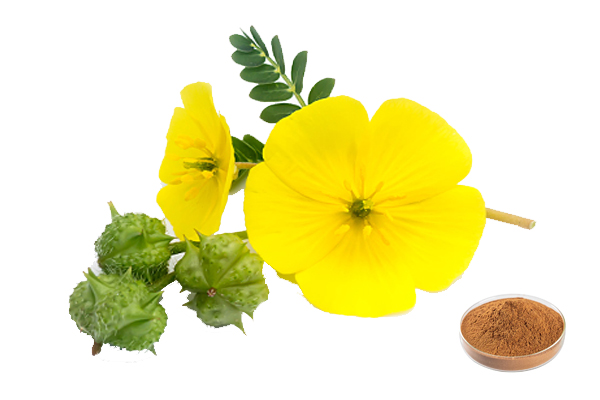 Tribulus Terrestris Extract 40% Saponins