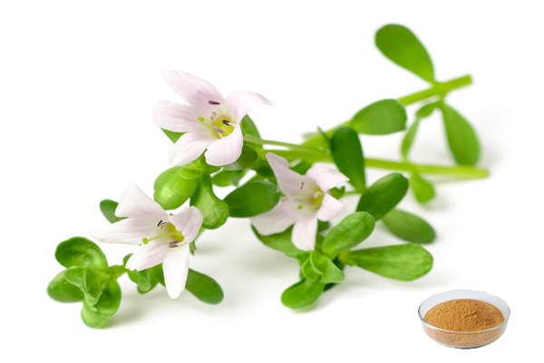 Bacopa Monnieri Extract 50%