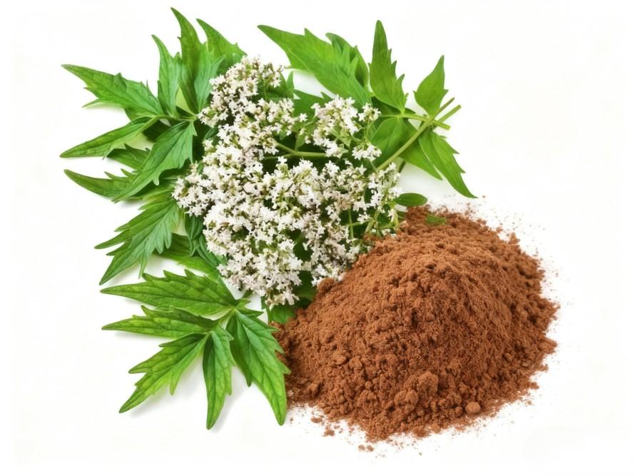 발레리안은 0.8% 발레리엔산을 추출한다 Valerian Extract 0.8% Valerienic Acid